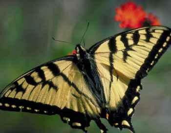 Butterfly Girl – Adana Forsyth – Epidermolysis bullosa