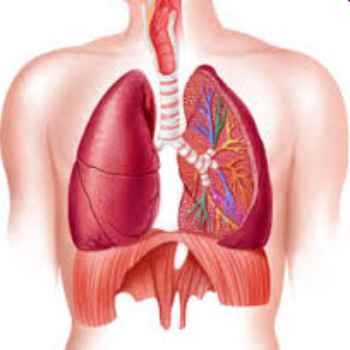 Leanne Pannell | Pulmonary Hypertension | Professor Sheila Haworth