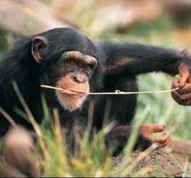 Preparing to rebuild face lost to Chimp attack