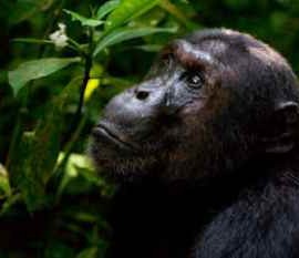 Face Ripped off by pet Chimpanzee