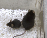 Two Mice