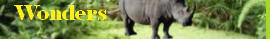 Amazing Animal Antics