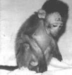 Experiment Fodder Chimp
