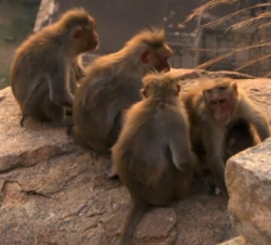 Monkey People