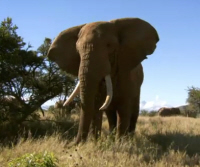 Bull Elephant