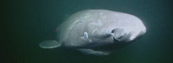 Greenland Shark