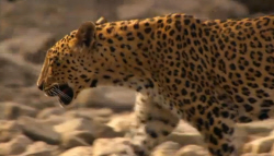 Patrolling Leopard