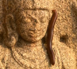 Giant Millipede