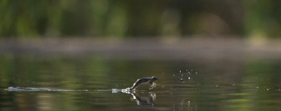 Walking on Water