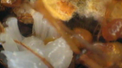 Ant Brood