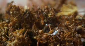 Ant Waste Dump Graveyard