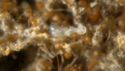 Tiny Ant Eggs