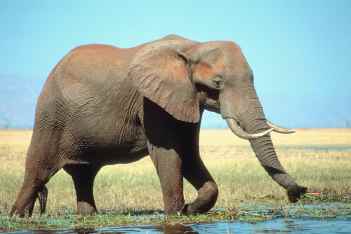 Woolly Mammoth | Mammuthus primigenius | Lyuba | Extinct