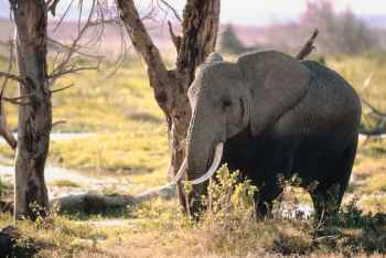 Ivory Wars | Elephant Tusk Trade | China via Malaysia | Rajeh Omaar