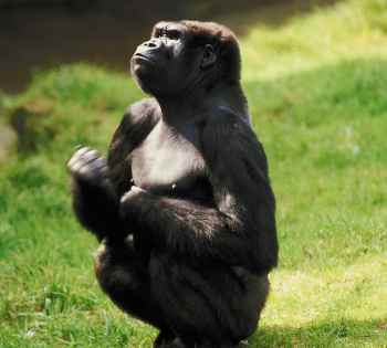 Do Monkeys Make Good Pets | Will a Chimpanzee Love Me?