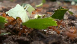 Leaf Collectors