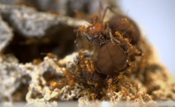 Queen Ant