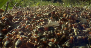 Wood Ant Colony