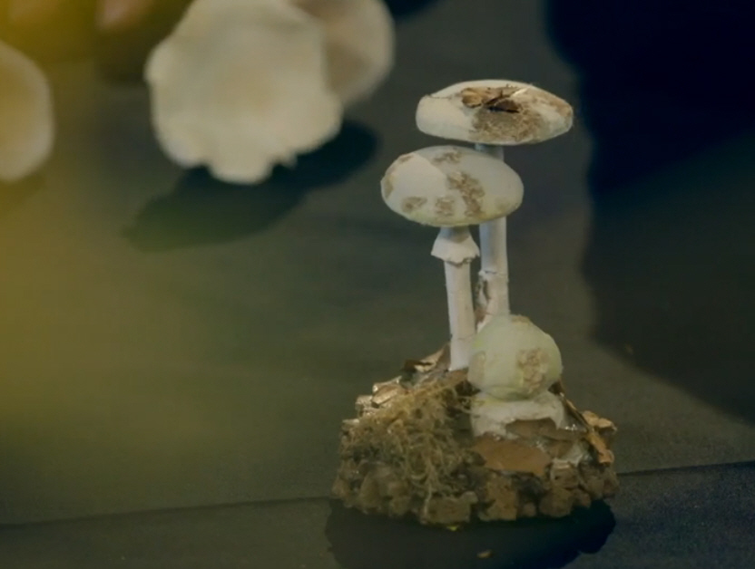 Mycelium Marvel | Eben Bayer | Organic Packaging