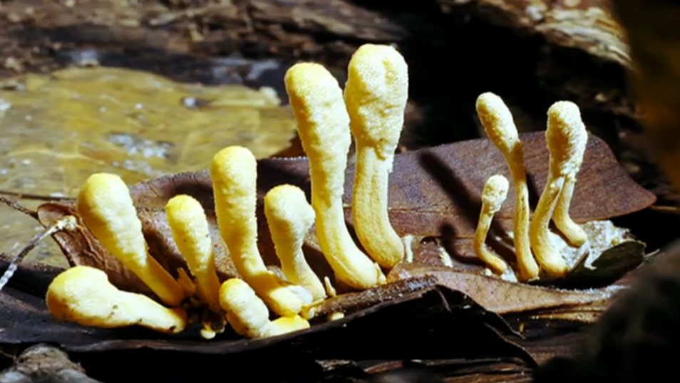 The Symbiosis of Fungus and Plants | Bryn Dentinger