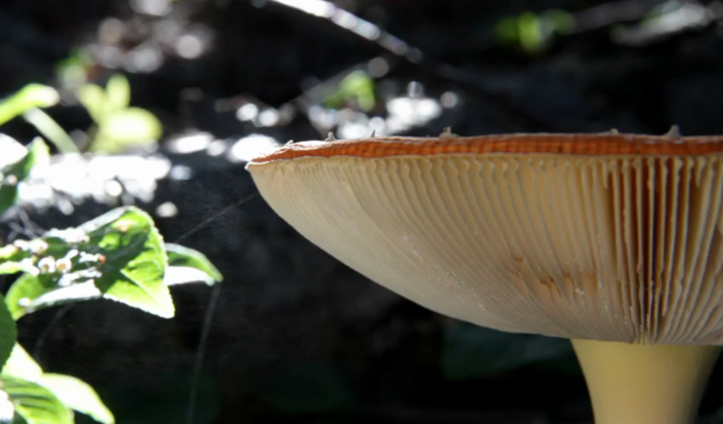 Cordyceps can inhibit cancer cell growth | Dr Cornelia de Moor