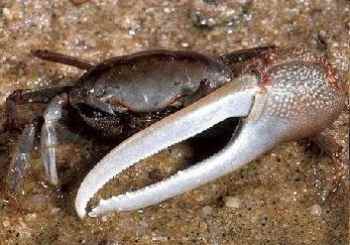 Mangrove Forest | Fiddler Crab | Bengal Tiger | Chital Deer | Water Worlds