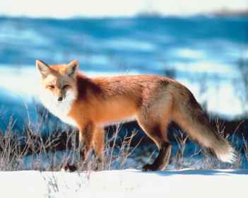 Canadian Lynx | Snowshoe Hare | Raccoon | Jen Vashon | Bear Hibernation
