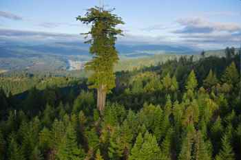 Wood Wide Web | Forest Network | Mycorrhizae | Tom Reimchen