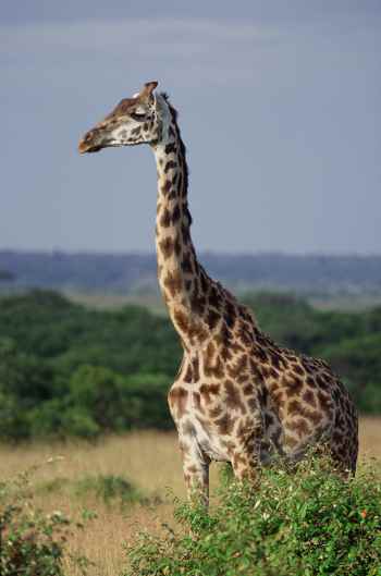 The Savannah | Hollow Gall | Dwarf Gecko | Giraffe | Maned Wolf | Nitrogen