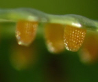 Heliconius Doris Eggs