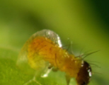 Heliconius Doris Hatchling