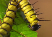 Heliconius Doris Caterpillar