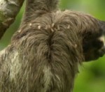 Sloth Moths