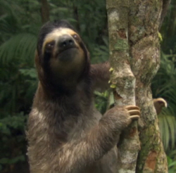 Three-Toed Sloth
