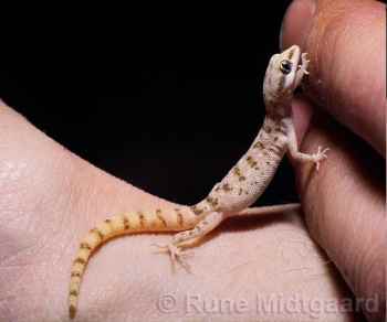 Tallest Animal | Reticulated Giraffe | Patas Monkey | Dwarf Gecko | Crematogaster Ant Tallest Animal | Reticulated Giraffe | Patas Monkey | Dwarf Gecko | Crematogaster Ant