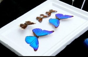 Butterfly Samples
