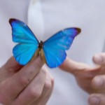 Morpho wing topside