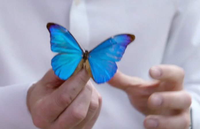 Churchill’s Butterflies | George McGavin
