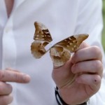 Morpho wing underside