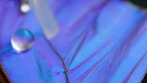 Water-repellant butterfly wing