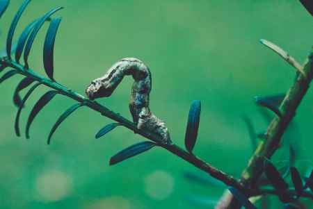 Carbon Harvest | Termites and Fungus | Termitomyces