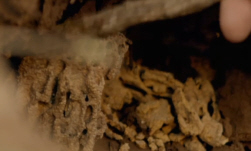 Fungal Combs