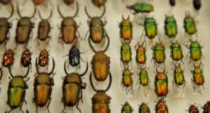 Beetle Collection Beetles Coleoptera