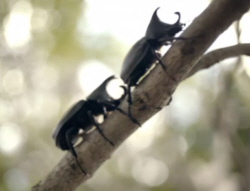 Rhinoceros Beetles Beetle Xylotrupes ulysses
