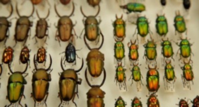 Beetles or Coleoptera the world in small scale