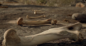 Femur Bones Inert Energy Longevity Giants Live Longer