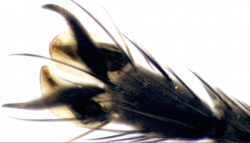 Fly Foot Insect Insects Magnified
