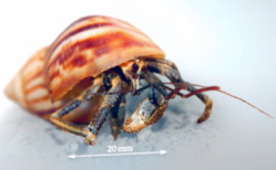 Hermit Crab Speed of Life Metabolism