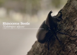 Rhinoceros Beetle, Xylotrupes ulysses Beetles Insects