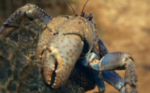 Huge Robber Crab Claw Metabolism Speed of Life